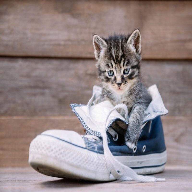 How to Get Cat Pee Smell Out of Shoes?