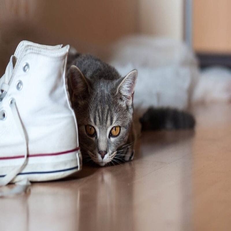 getting rid of cat pee smell in your shoes