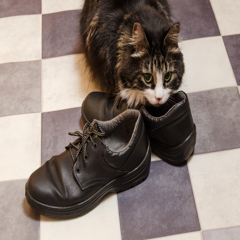 getting rid of cat pee smell in your shoes