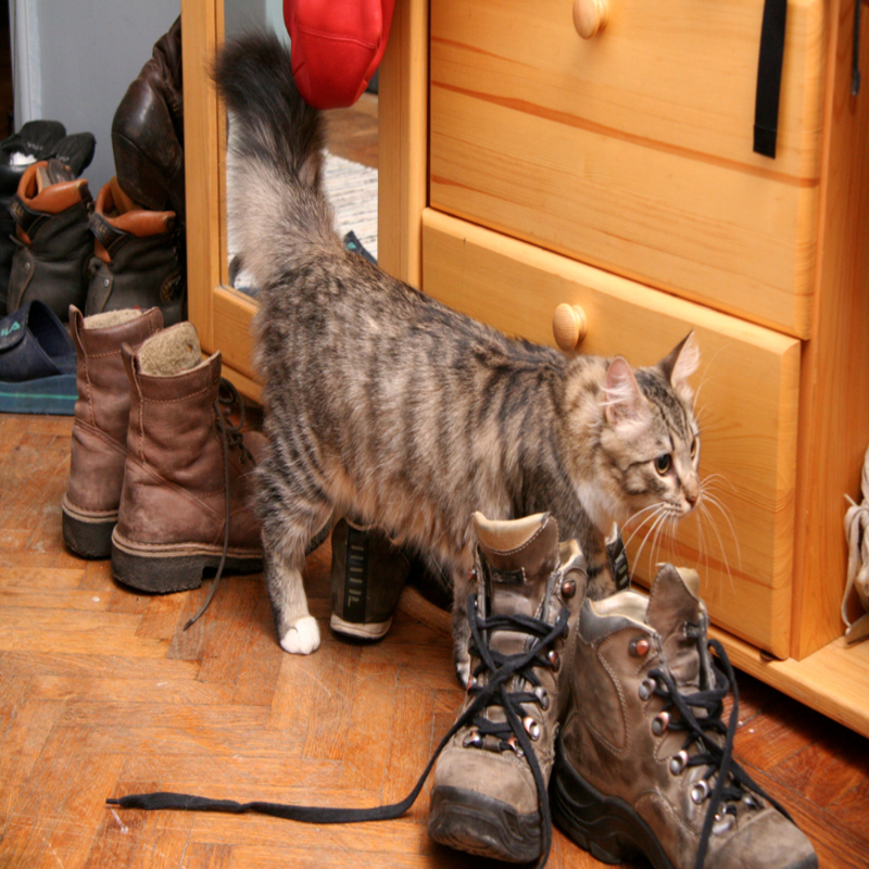 get cat pee smell out of shoes